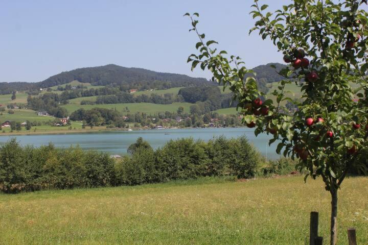 Wunderschoene Ferienwohnung Mit Seeblick Zell am Moos Eksteriør billede
